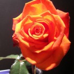 rose1